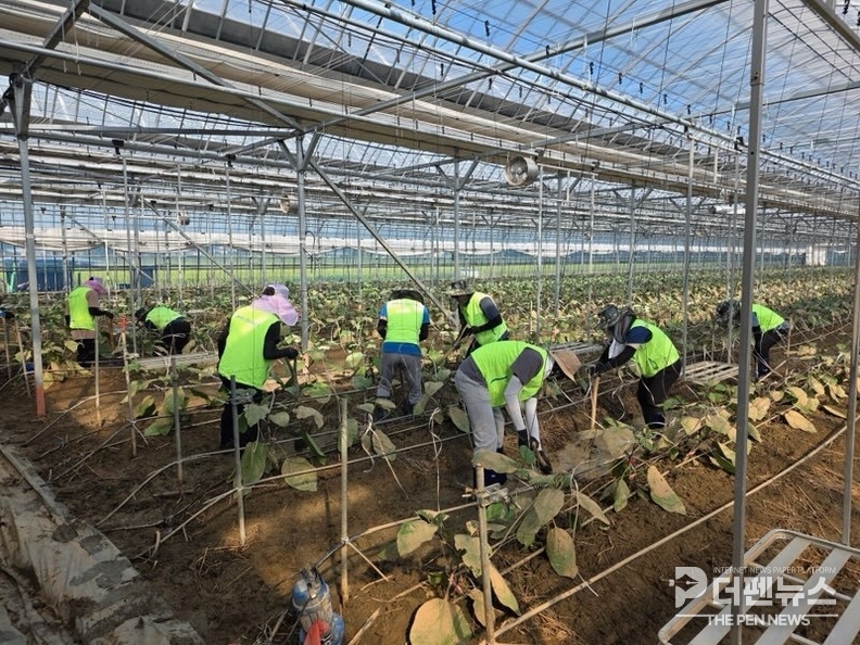 군산시와 농협 직원들이 서수면 마룡리 일대 침수 하우스에서 복구 작업을 벌이고 있다. ⓒ군산시
