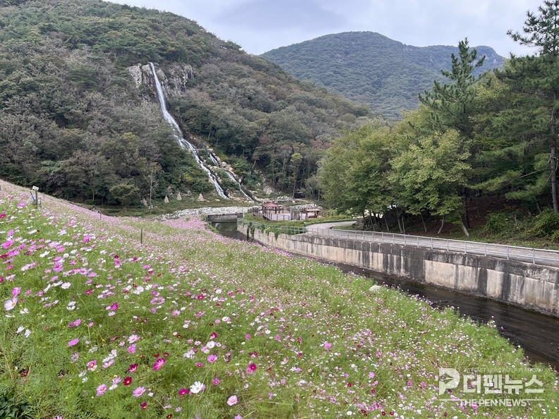붉게 물든 단풍과 함께 코스모스가 만개한 고창 선운산 도솔천 산책길 전경. 깊어가는 가을 정취를 즐기기 위한 관광객들의 발길이 이어지고 있다.